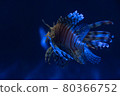 Fish squid 80366752