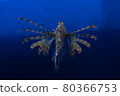 Fish squid 80366753