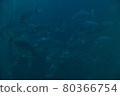 A herd of fish 80366754