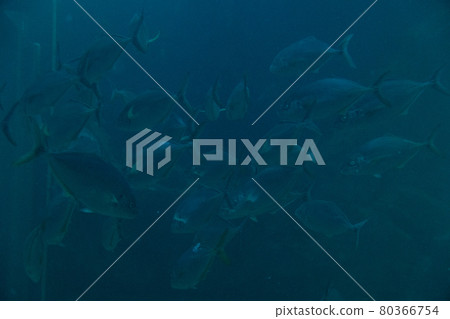 A herd of fish A herd of fish 80366754