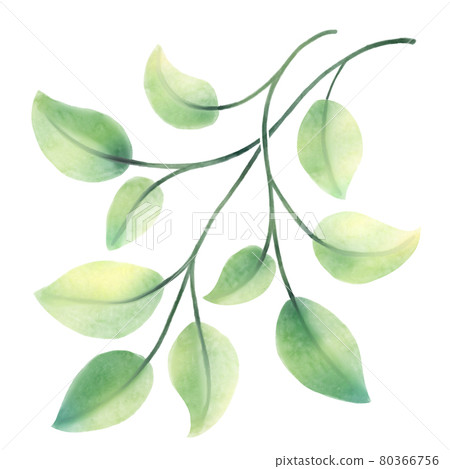 Illustration of fresh green leaves and branches 80366756