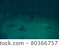 Stingray 80366757
