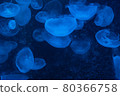 jellyfish 80366758