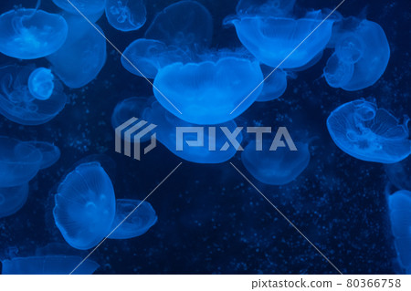 jellyfish jellyfish 80366758