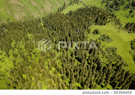 Nalati grassland with the blue sky. 80366808