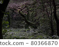 forest/trees 80366870