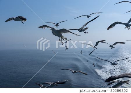 海鷗 80366892