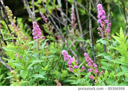 Hozakimotsuke 80366986