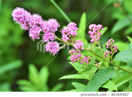 Hozakimotsuke 80366987