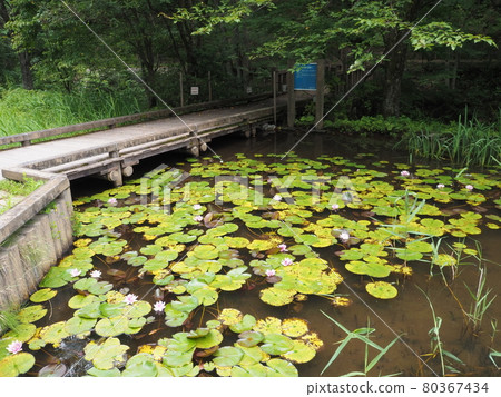Aquatic botanical garden Aquatic botanical garden 80367434