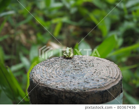 樹蛙的後視圖 樹蛙的後視圖 80367436