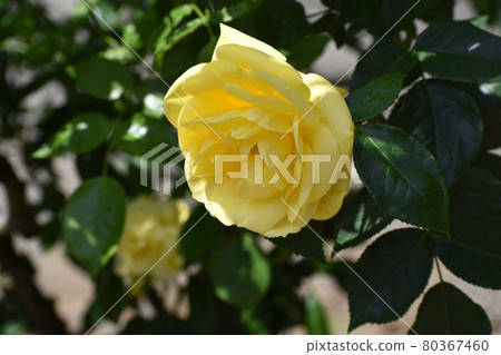 盛開在春天玫瑰園的黃玫瑰 80367460