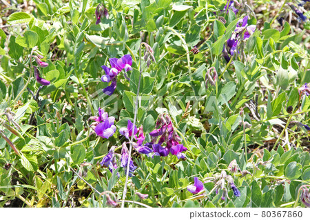 Beach pea Hama pea 80367860