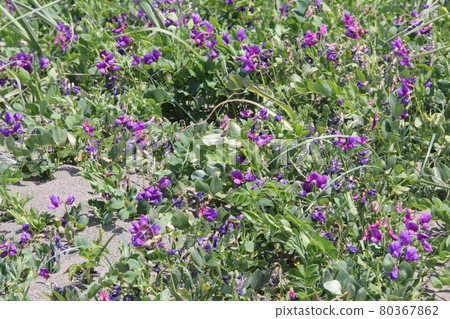 海灘豌豆哈馬豌豆 80367862