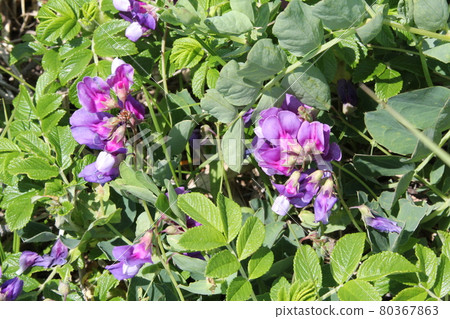 Beach pea Hama pea 80367863