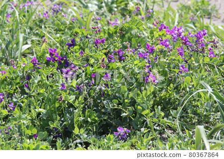 Beach pea Hama pea 80367864