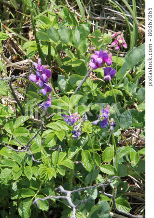 Beach pea Hama pea 80367865