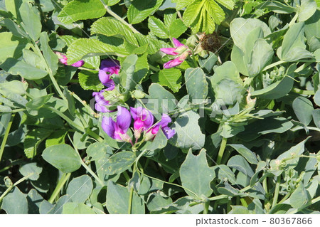 Beach pea Hama pea 80367866