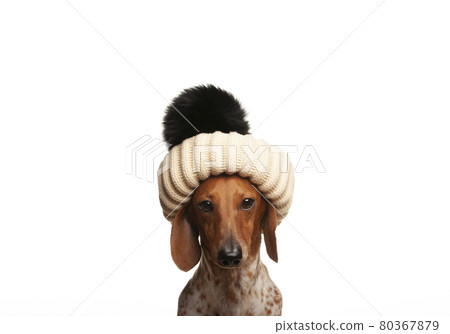 image of dog white background  80367879