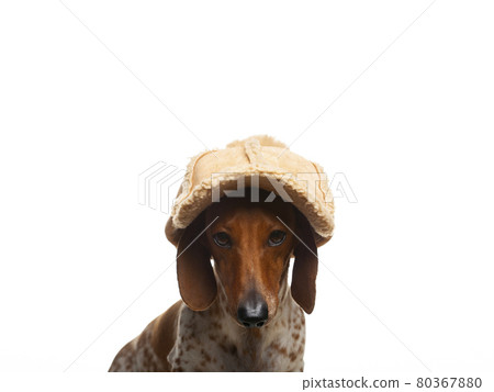 image of dog white background  80367880