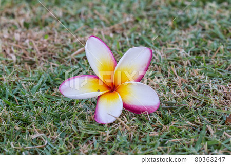 Plumeria flowers beautiful Plumeria flowers beautiful 80368247