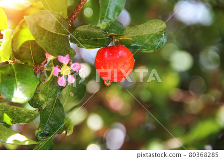 Fresh organic Acerola cherry.Thai or Acerola cherries fruit on the tree with water drop, high vitamin C and antioxidant fruits. Fresh organic Acerola cherry.Thai or Acerola cherries fruit on the tree with water drop, high vitamin C and antioxidant fruits. 80368285