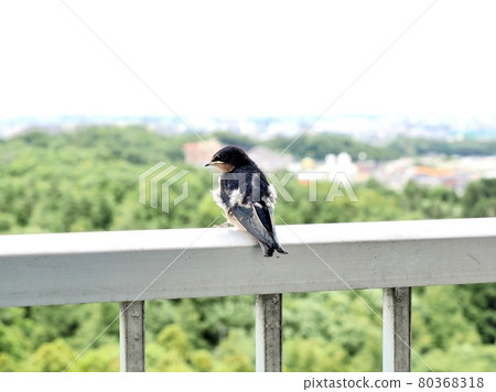 Young swallows that have just left the nest 2 80368318
