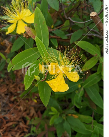 Yellow flower of Hypericum patulum Yellow flower of Hypericum patulum 80368367