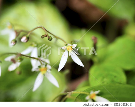 Yukinoshita flower Yukinoshita flower 80368368