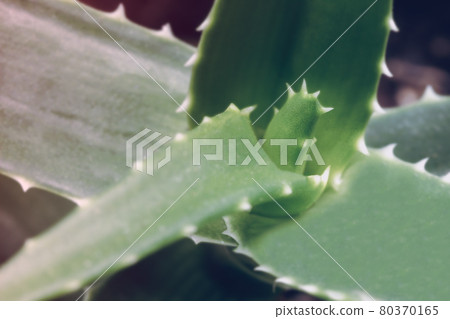 An aloe vera 80370165