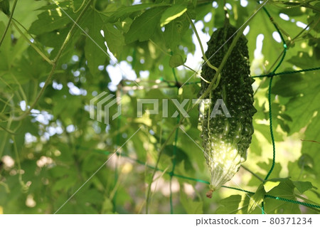 Goya growing in the field Goya growing in the field 80371234