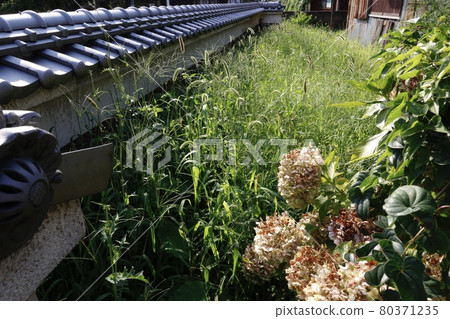 A large amount of weeds growing in the garden, such as green foxtail 80371235