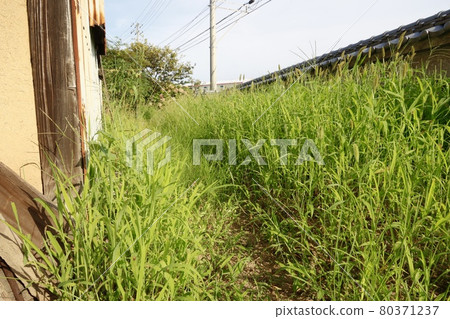 A large amount of weeds growing in the garden, such as green foxtail A large amount of weeds growing in the garden, such as green foxtail 80371237