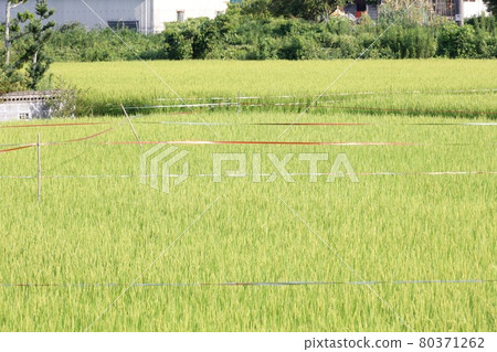 Red-silver bird-proof tape affixed to rice fields 80371262