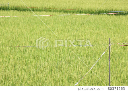 Red-silver bird-proof tape affixed to rice fields Red-silver bird-proof tape affixed to rice fields 80371263