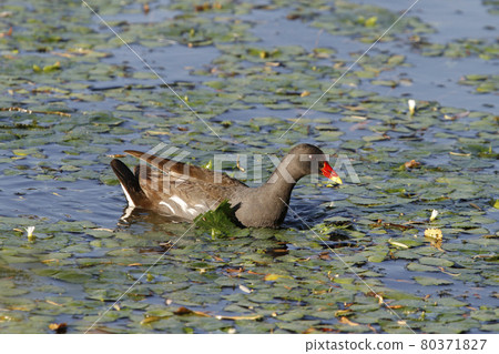 普通黑水雞(Gallinula chloropus),北海道的一種野生鳥類 普通黑水雞(Gallinula chloropus),北海道的一種野生鳥類 80371827
