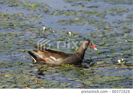 普通黑水雞(Gallinula chloropus),北海道的一種野生鳥類 普通黑水雞(Gallinula chloropus),北海道的一種野生鳥類 80371828