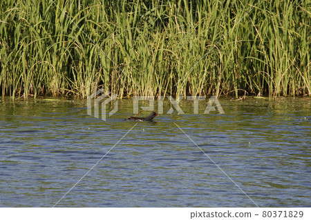 北海道野生鳥類綠水雞(Gallinula chloropus)會用喙銜著築巢材料游泳。 北海道野生鳥類綠水雞(Gallinula chloropus)會用喙銜著築巢材料游泳。 80371829