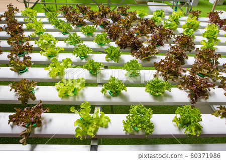 Hydroponics vegetables 80371986