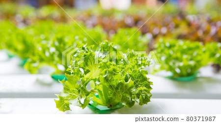 Hydroponics vegetables 80371987