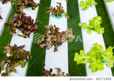 Hydroponics vegetables 80371988