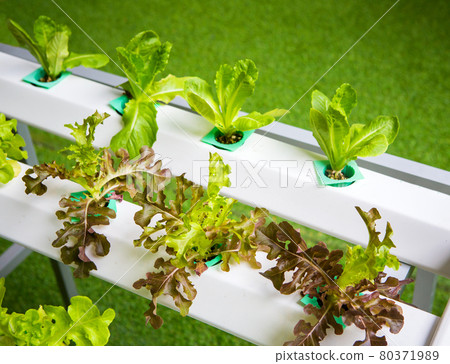 Hydroponics vegetables Hydroponics vegetables 80371989