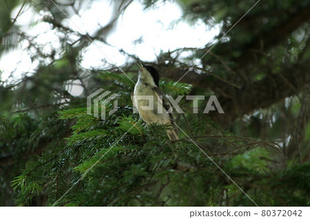 Great tit singing with a beautiful voice, from the great tit, Hokkaido wild bird Great tit singing with a beautiful voice, from the great tit, Hokkaido wild bird 80372042