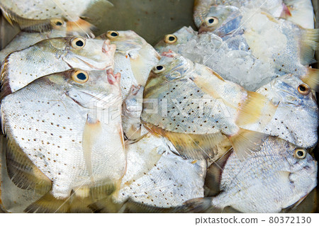 Marine fish sold to the market. Marine fish sold to the market. 80372130