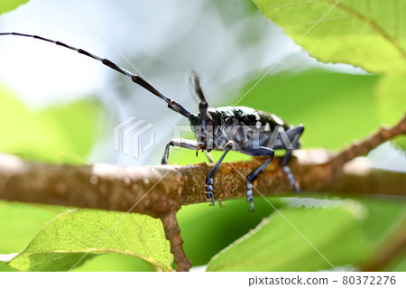 Gomadarakamikiri 80372276