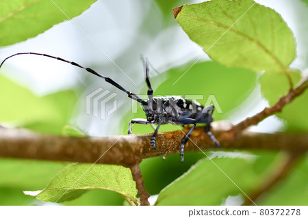 Gomadarakamikiri 80372278