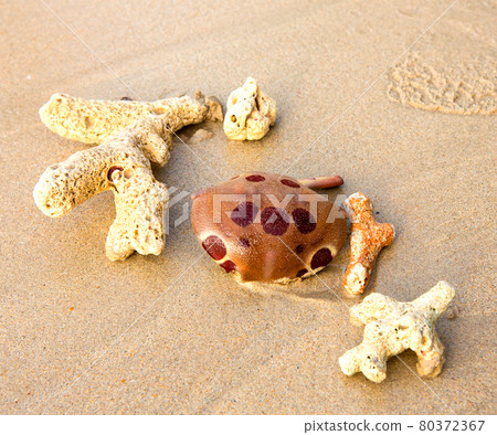 Coral broken on the beach 80372367