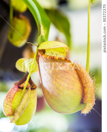 Nepenthe flower, pitcher plant in garden 80372370