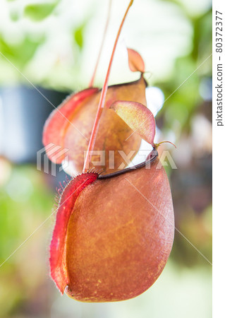 Nepenthe flower, pitcher plant in garden 80372377