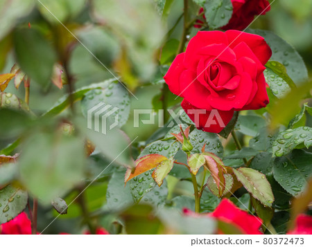 Beautiful roses after the rain red system 80372473